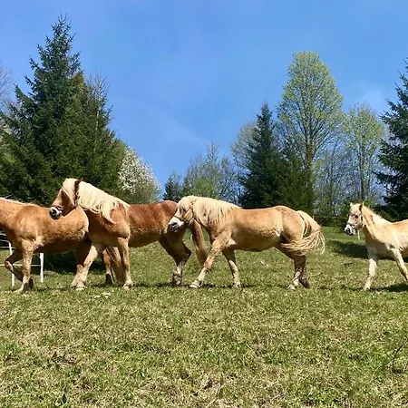 Usadlost Mala Havrania Zázrivá
