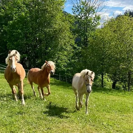 Lejlighed Usadlost Mala Havrania Zázrivá